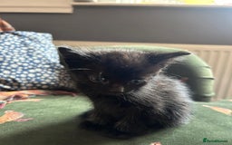 Mixed Breed cats for sale: beautiful kittens for sale  - Image 3