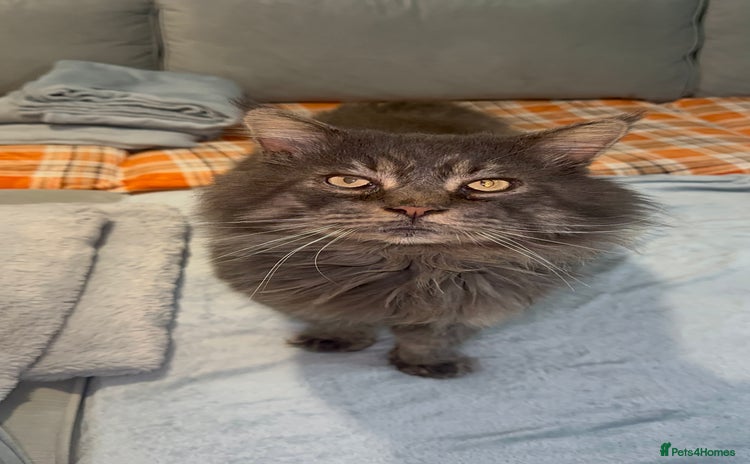 Maine Coon cats - Advert 8