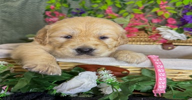Golden Retriever dogs - Advert 10