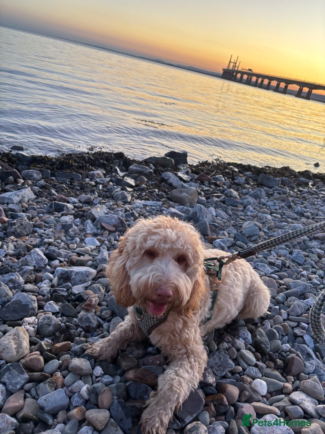 Cockapoo dogs for sale: Willow 16 month old cockapoo - Advert 6