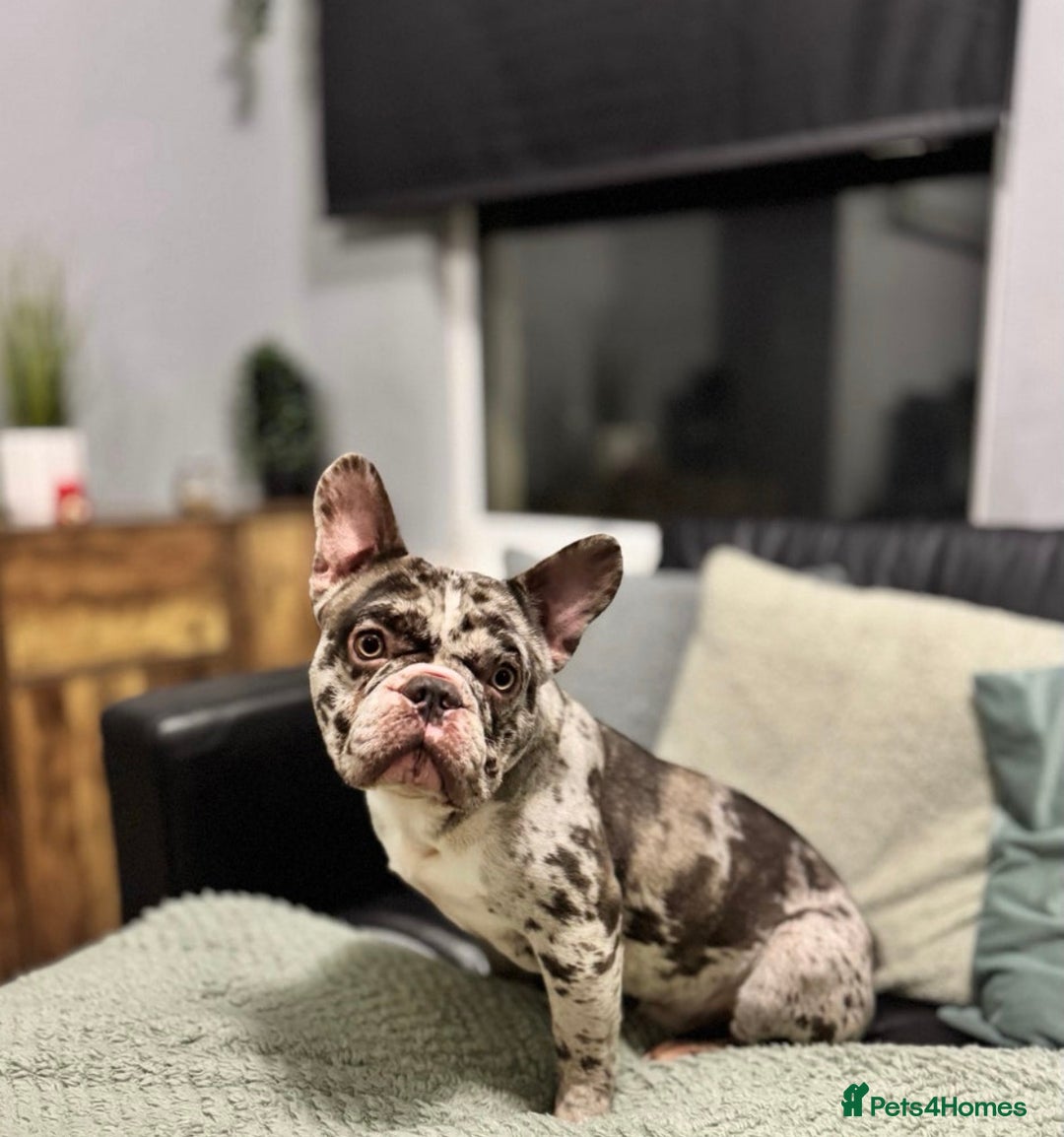 French Bulldog dogs for sale: French bulldog - Advert 6