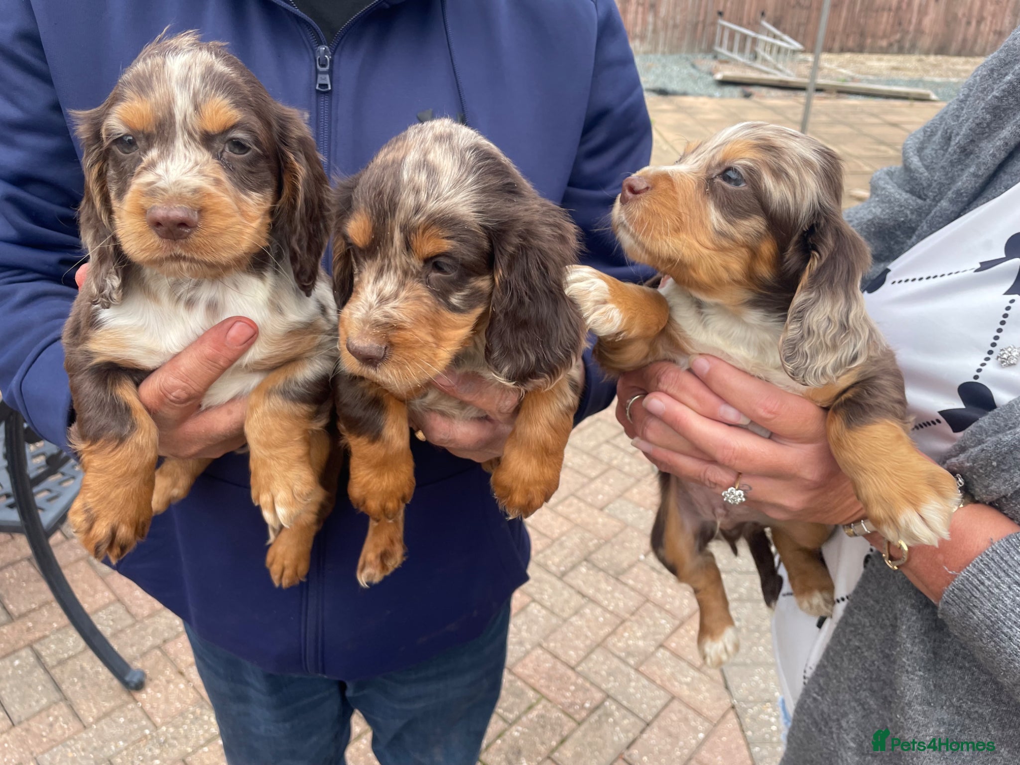 Cocker Spaniel dogs Cocker spaniel show type puppies  - Advert 1