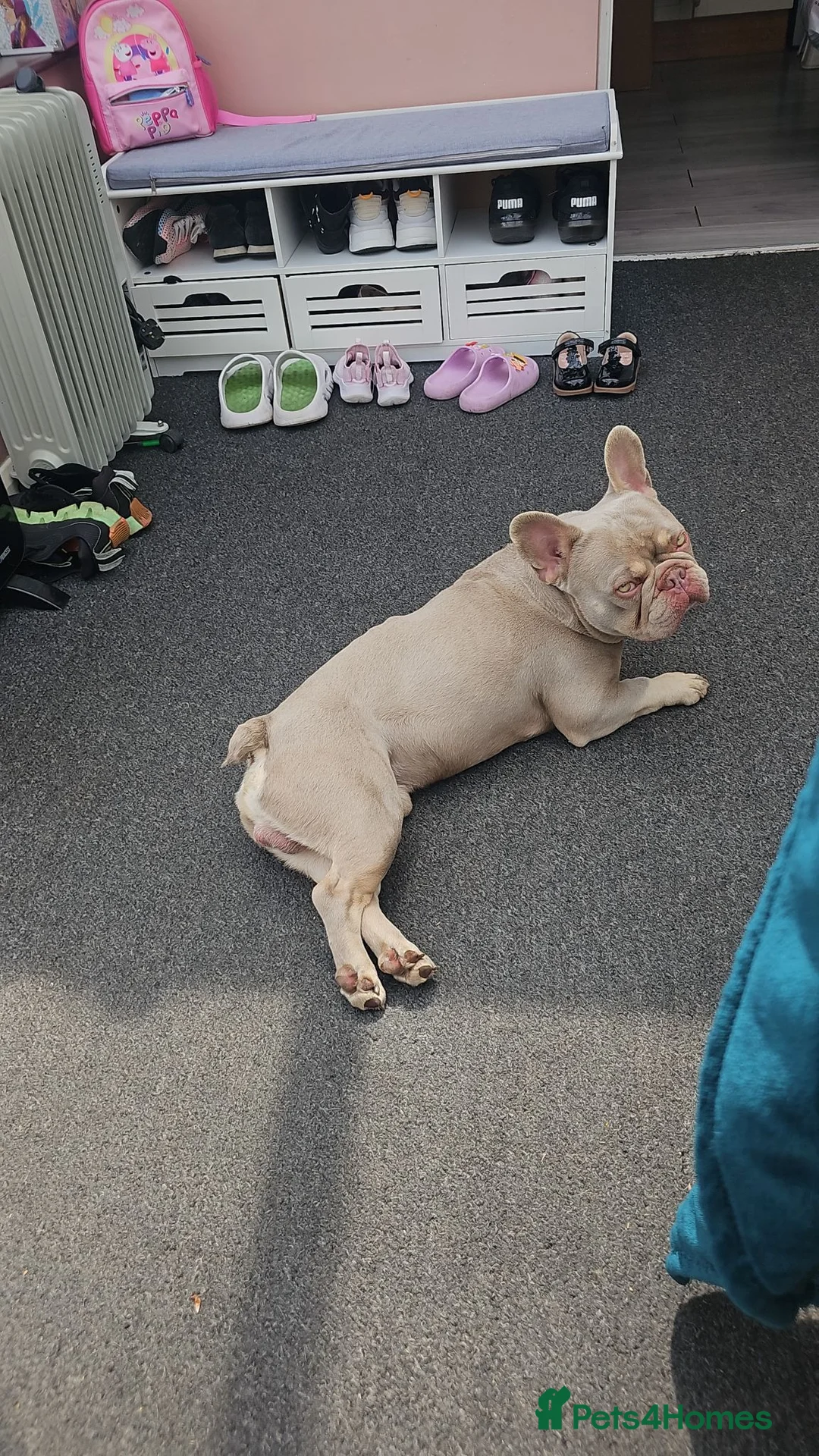 French Bulldog dogs for sale: Daisy and Rolf in Rugby - Advert 9
