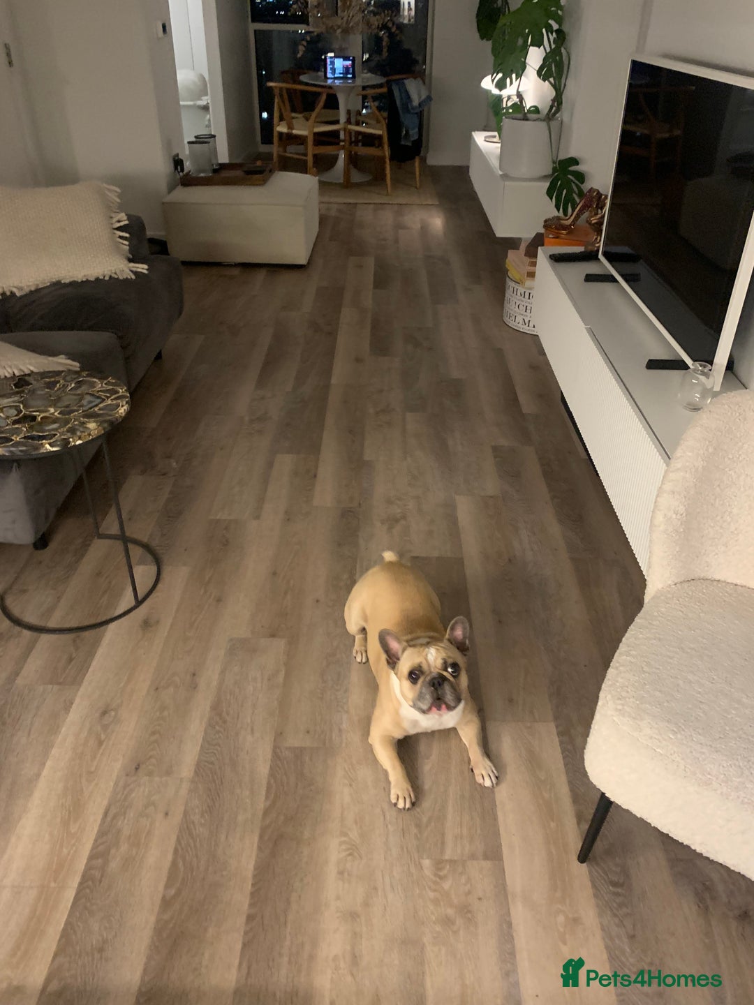 French Bulldog dogs for stud: Sperm donor - Advert 12