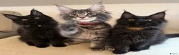 Maine Coon cats for sale: TICCA Registered Mainecoon Kittens (PetOnly) - Advert 1