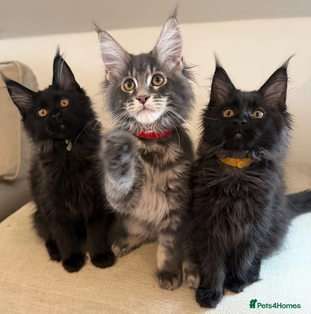 Maine Coon cats for sale: TICCA Registered Mainecoon Kittens (PetOnly) - Advert 1