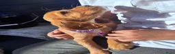 Cocker Spaniel dogs for sale: ❤️ Beautifull puppies available ❤️ - Advert 15