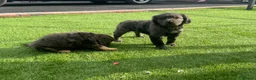 Cocker Spaniel dogs for sale: Cocker spaniel puppies in Llanelli - Advert 7