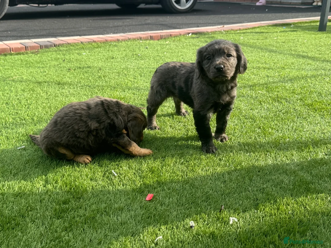 Cocker Spaniel dogs for sale: Cocker spaniel puppies in Llanelli - Advert 7