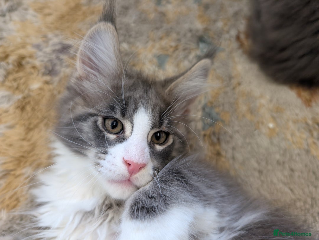 Maine Coon cats for sale: Maine Coon Kittens GCCF - Image 7