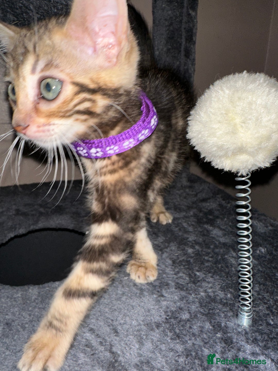 Bengal cats for sale: Snow Lynx, Marble & Brown Rosette Bengals - Image 12