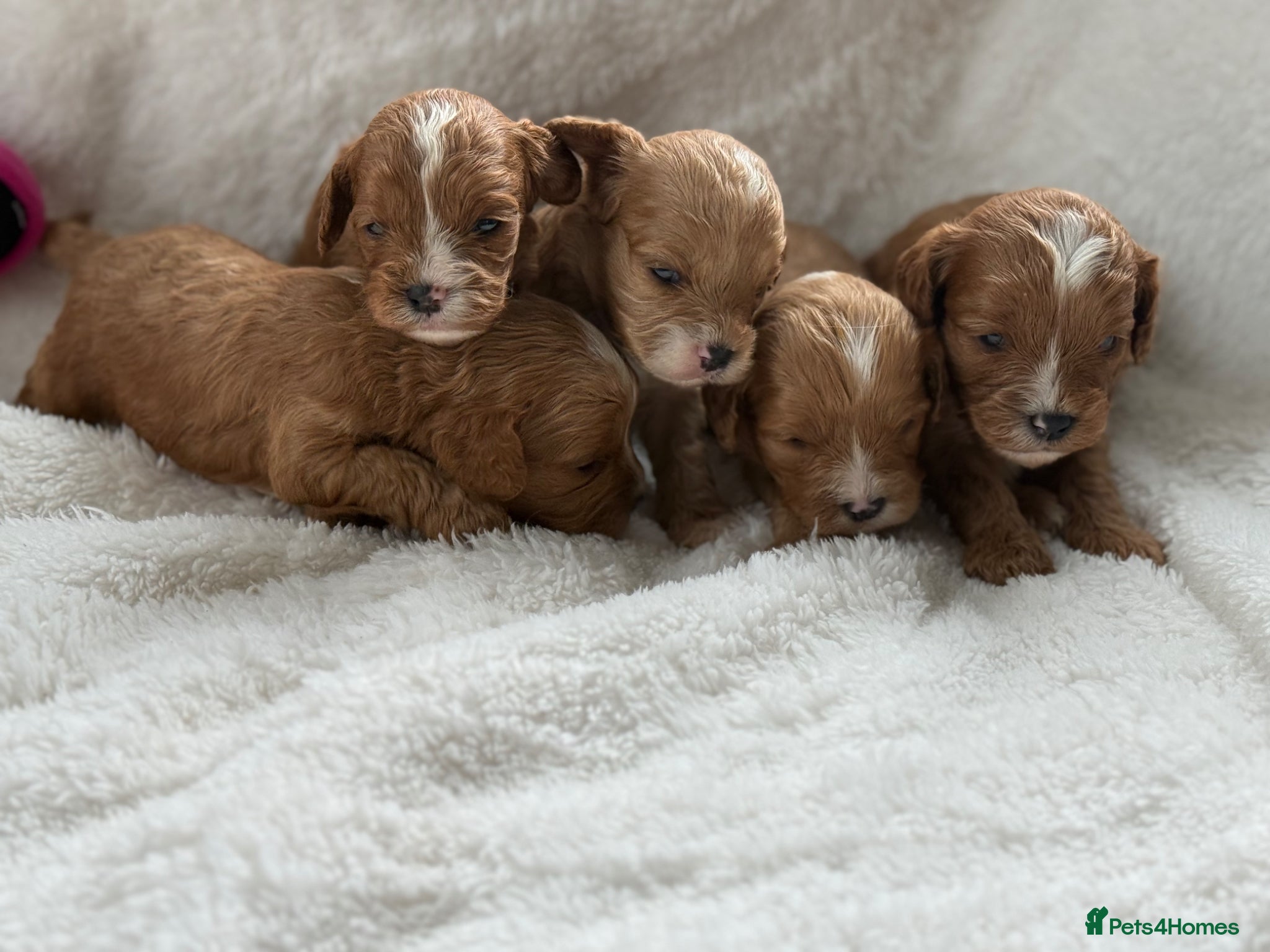 Cavapoo dogs Stunning F1 Red Cavapoo Girls  - Advert 1