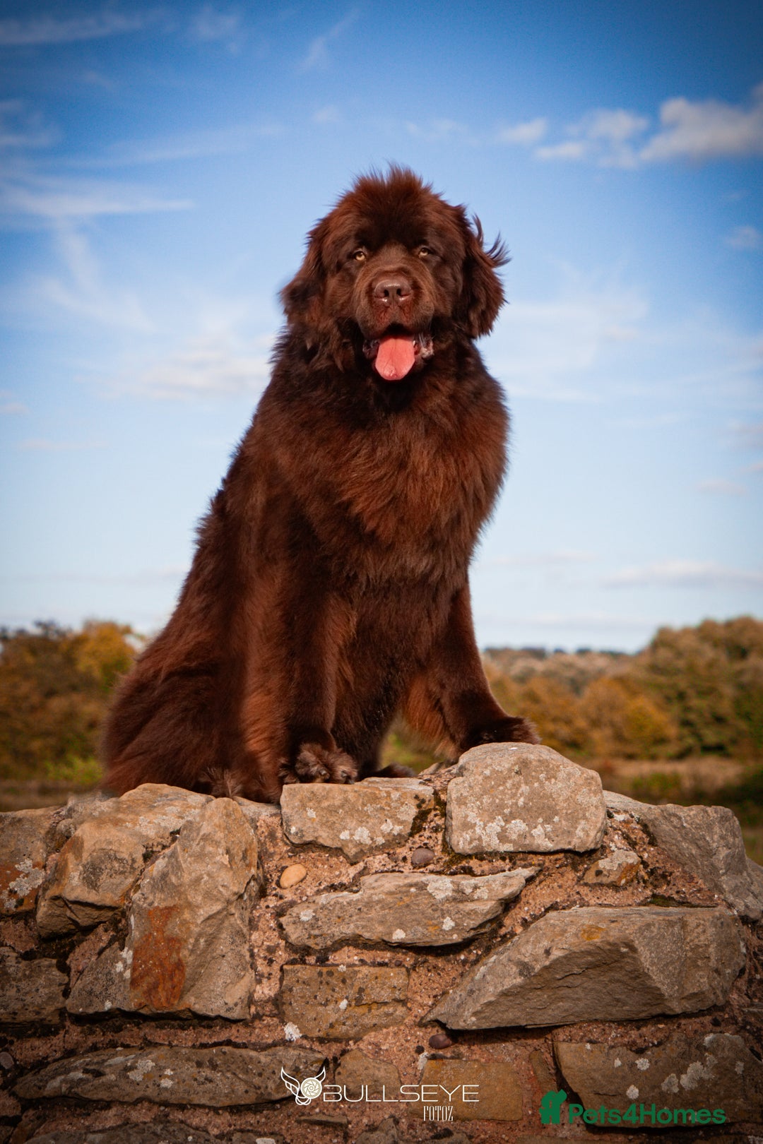 Newfoundland dogs for stud: KC Brown Newfoundland Stud - Advert 8