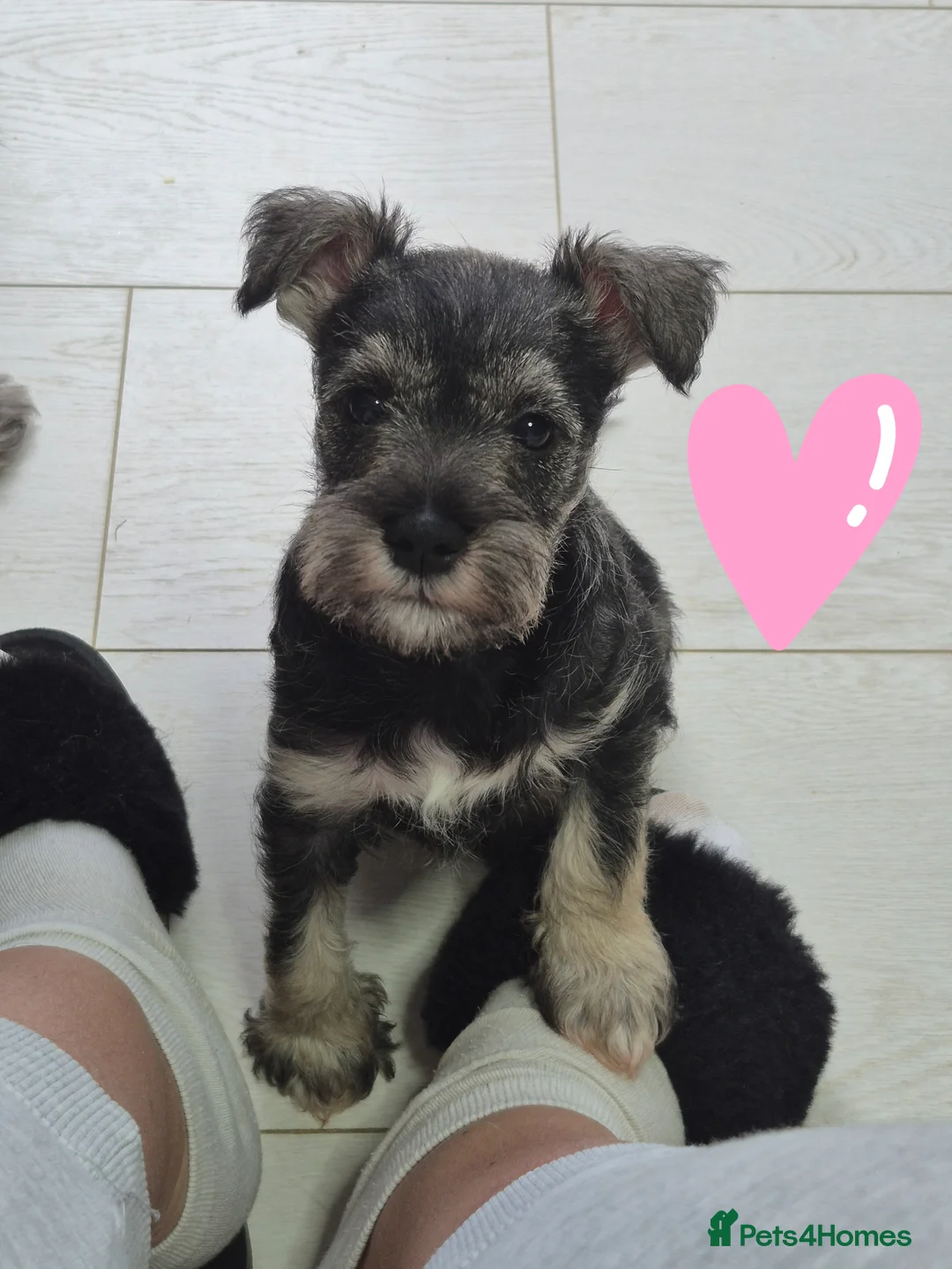 Miniature Schnauzer dogs for sale: Adorable Miniature Shnauzer ,SOLD - Advert 7