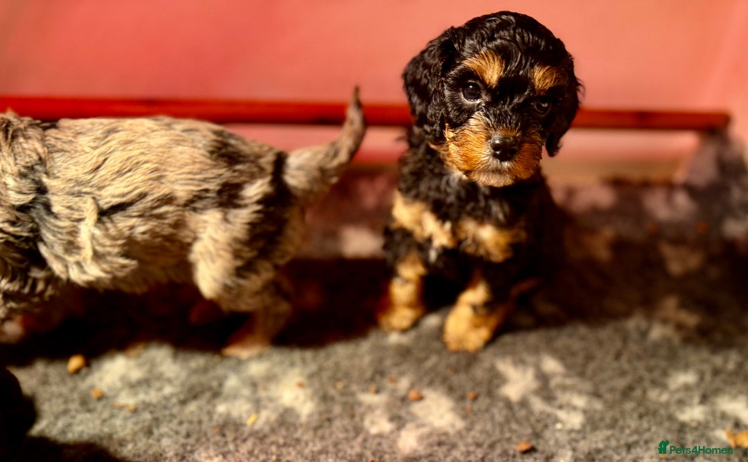 Cavapoo dogs for sale: Ready to leave! Top Class Cavapoo puppies.  - Advert 20