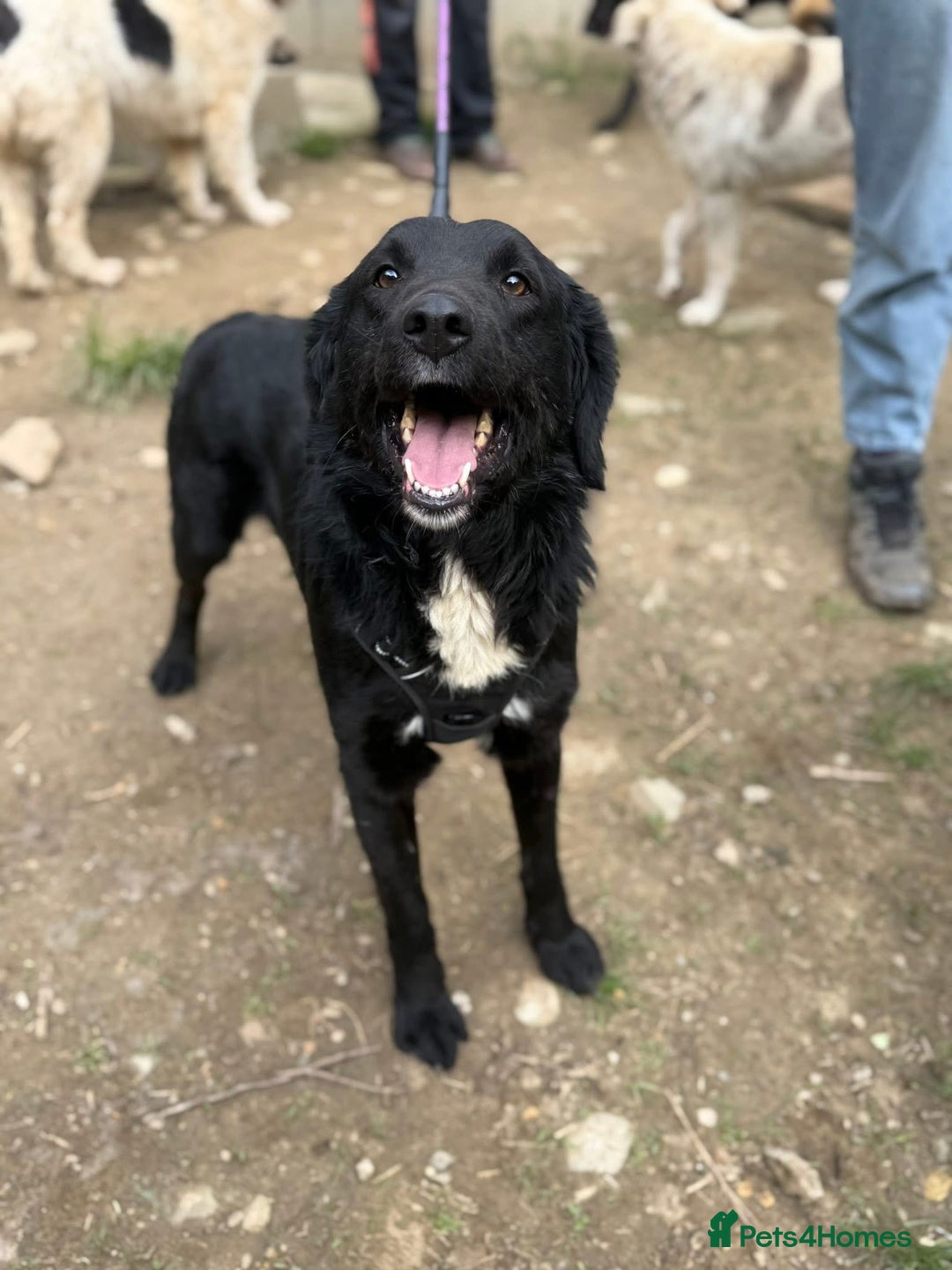 Mixed Breed dogs for adoption: Negrut 💙 - Advert 2