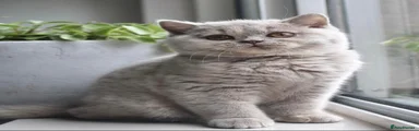 British Shorthair 4