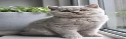 British Shorthair cats for sale: British Blue Kittens in Stockport - Advert 5