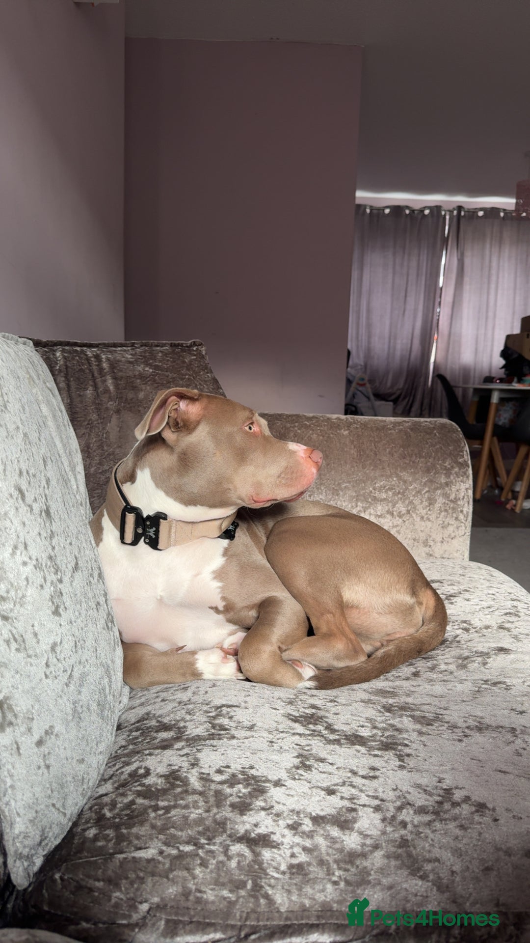 Mixed Breed dogs for sale: 1 year old female Staff  ** tiff  - Image 5