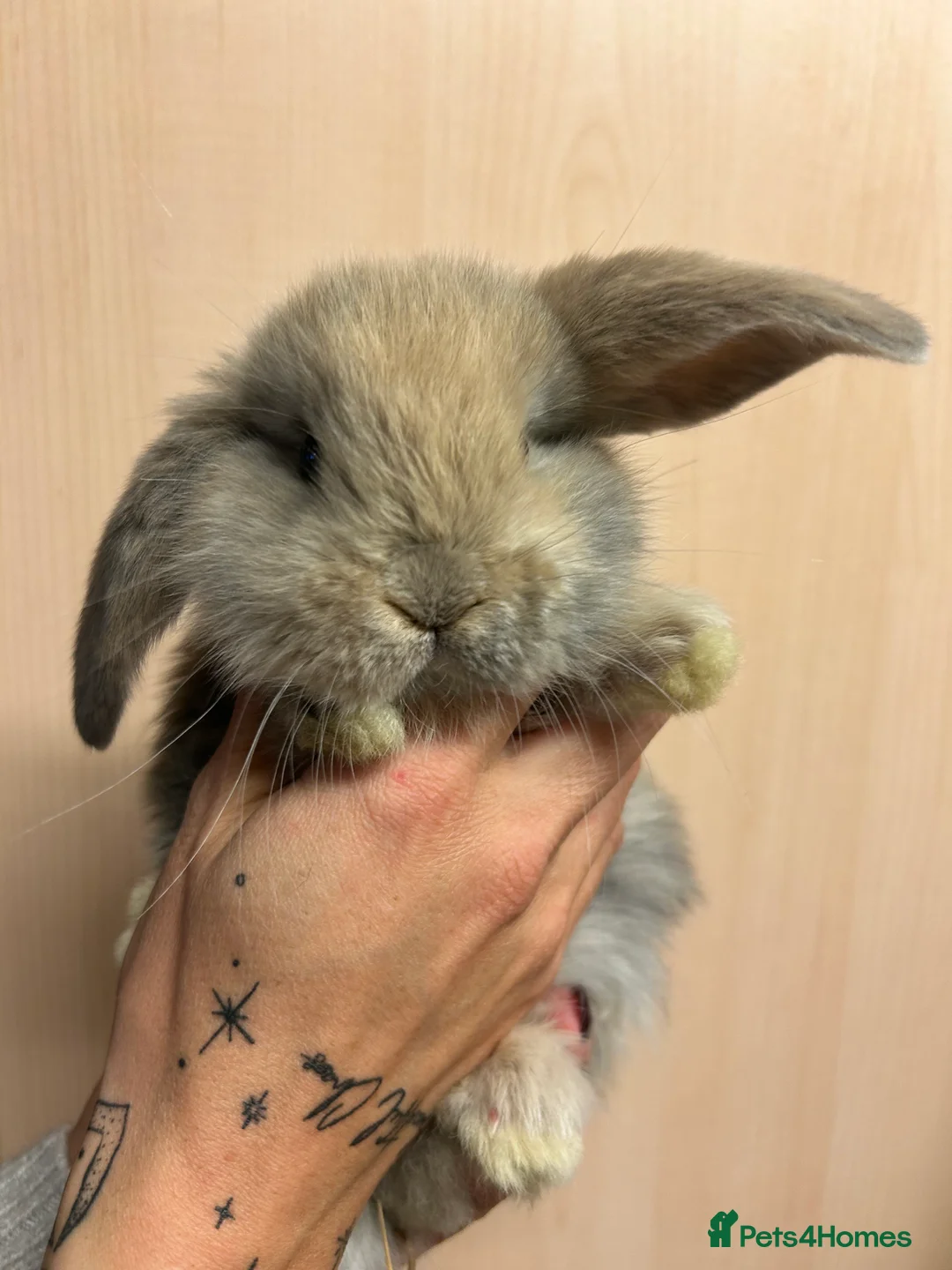French Lop rabbits for sale: French lop babies - Advert 1
