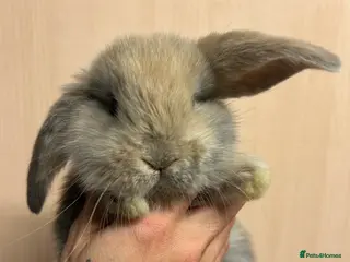 French Lop rabbits French lop babies - Advert 1