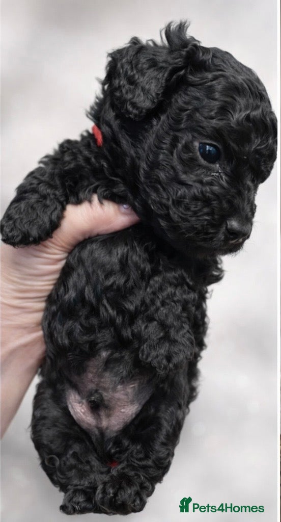 Cockapoo dogs LAST TWO ! Stunning Cockapoo boys !🖤 - Advert 2