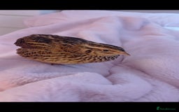 Quail poultry for sale: Two Female Coturnix quail - Advert 1