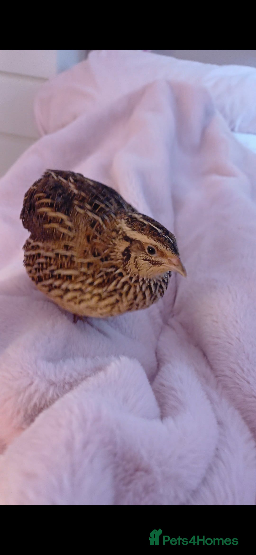 Quail poultry for sale: Two Female Coturnix quail - Advert 1