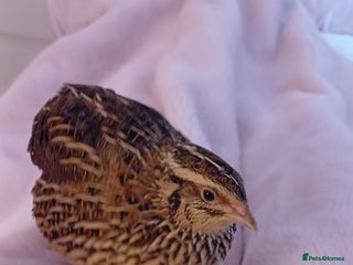 Quail poultry Two Female Coturnix quail - Advert 1