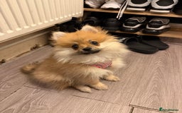 Pomeranian dogs for sale: pomeranian baby girl  - Image 4