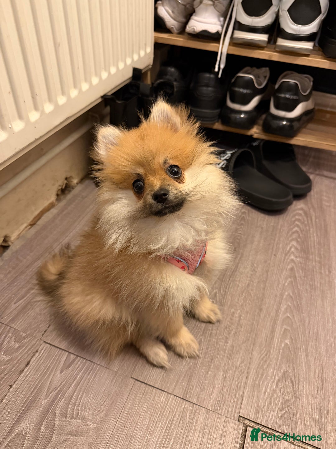 Pomeranian dogs for sale: pomeranian baby girl  - Image 4