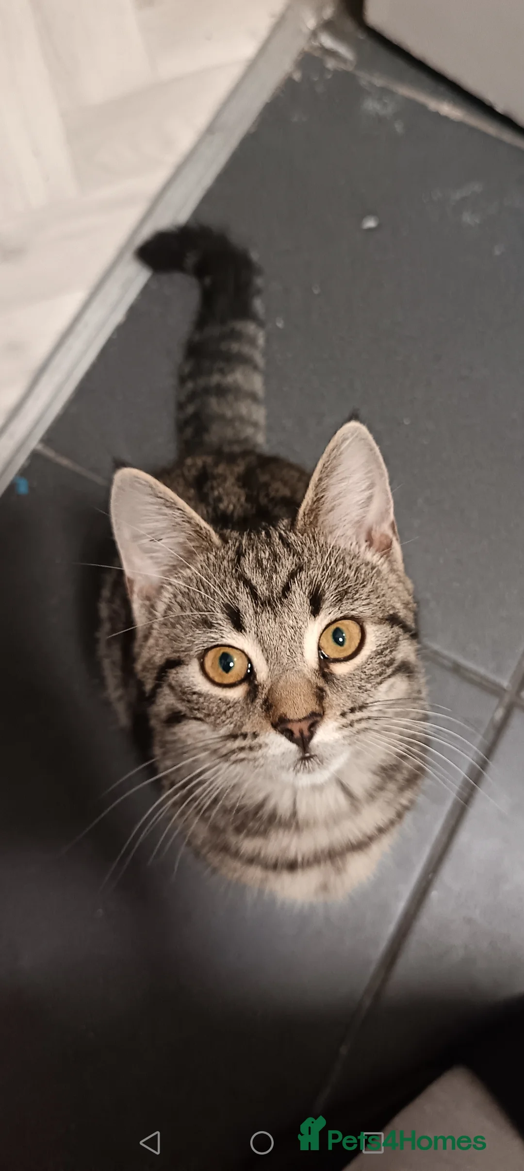 Mixed Breed cats for sale: Unfortunate rehoming female cat  - Advert 2