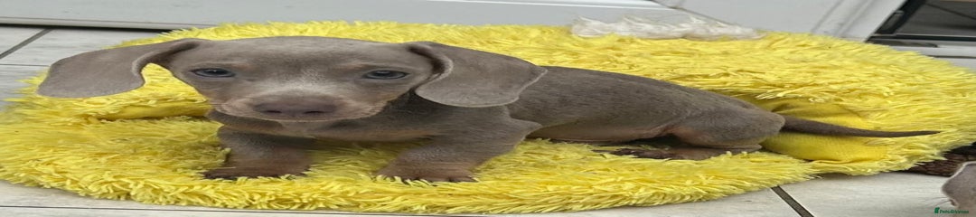 Dachshund Puppy 2