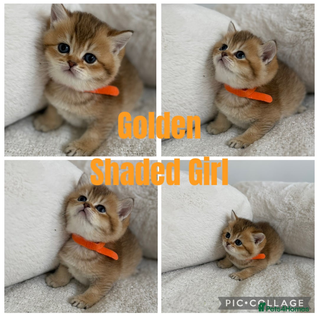 British Shorthair cats for sale: GCCF silver and golden shaded - Image 9
