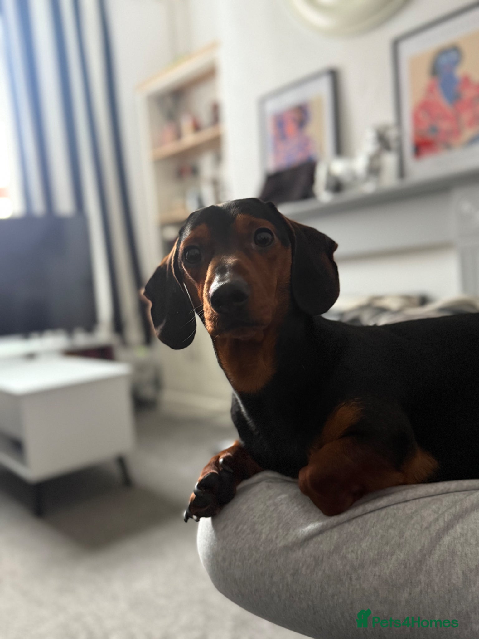Dachshund dogs Dexter Male dachshund - almost 2 years old - Advert 3
