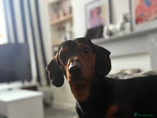 Dachshund dogs Dexter Male dachshund - almost 2 years old - Advert 3