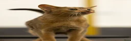 Abyssinian cats for sale: Gorgeous Abyssinian kittens - Advert 2
