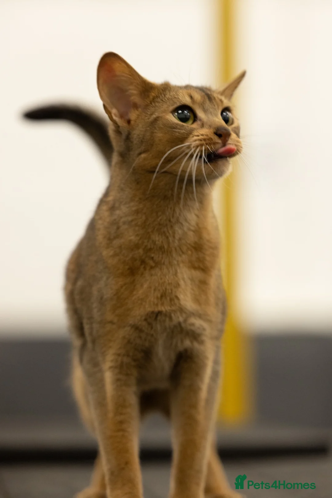 Abyssinian cats for sale: Gorgeous Abyssinian kittens - Advert 2