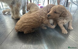 Labradoodle dogs for sale: Beautiful labradoodles for Sale  in Stoke-on-Trent - Image 19