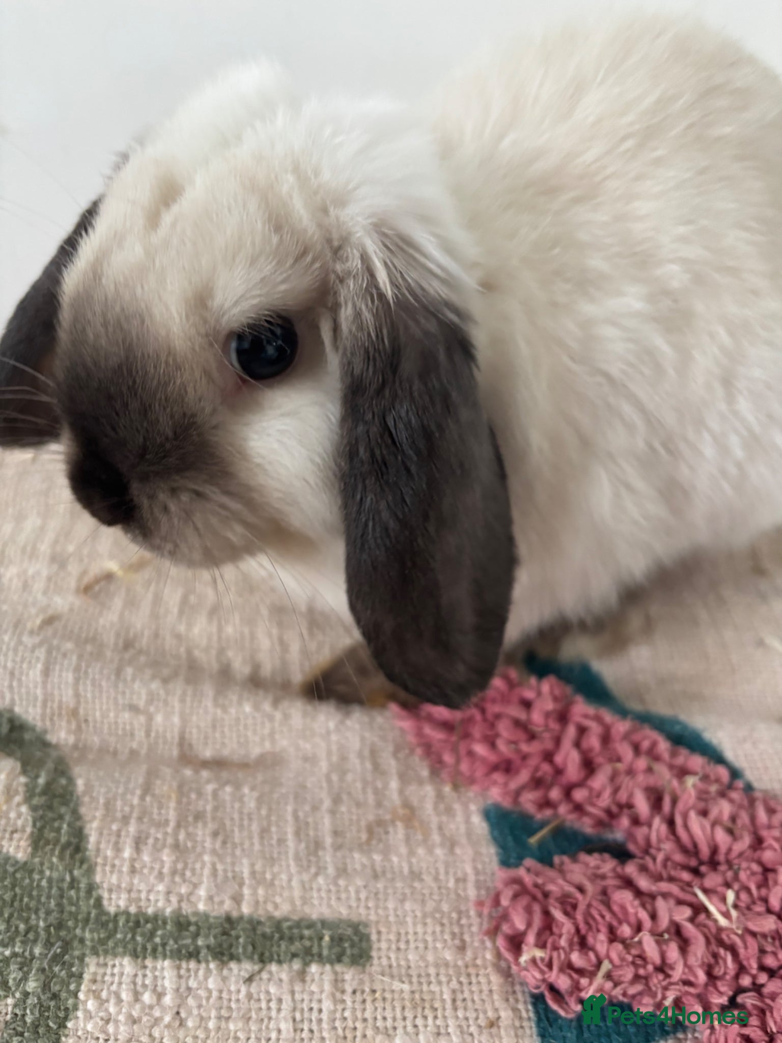 Mini Lop rabbits Sable point friendly and cuddly  mini lop.  - Advert 10