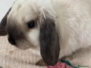 Mini Lop rabbits Sable point friendly and cuddly mini lop. - Advert 10