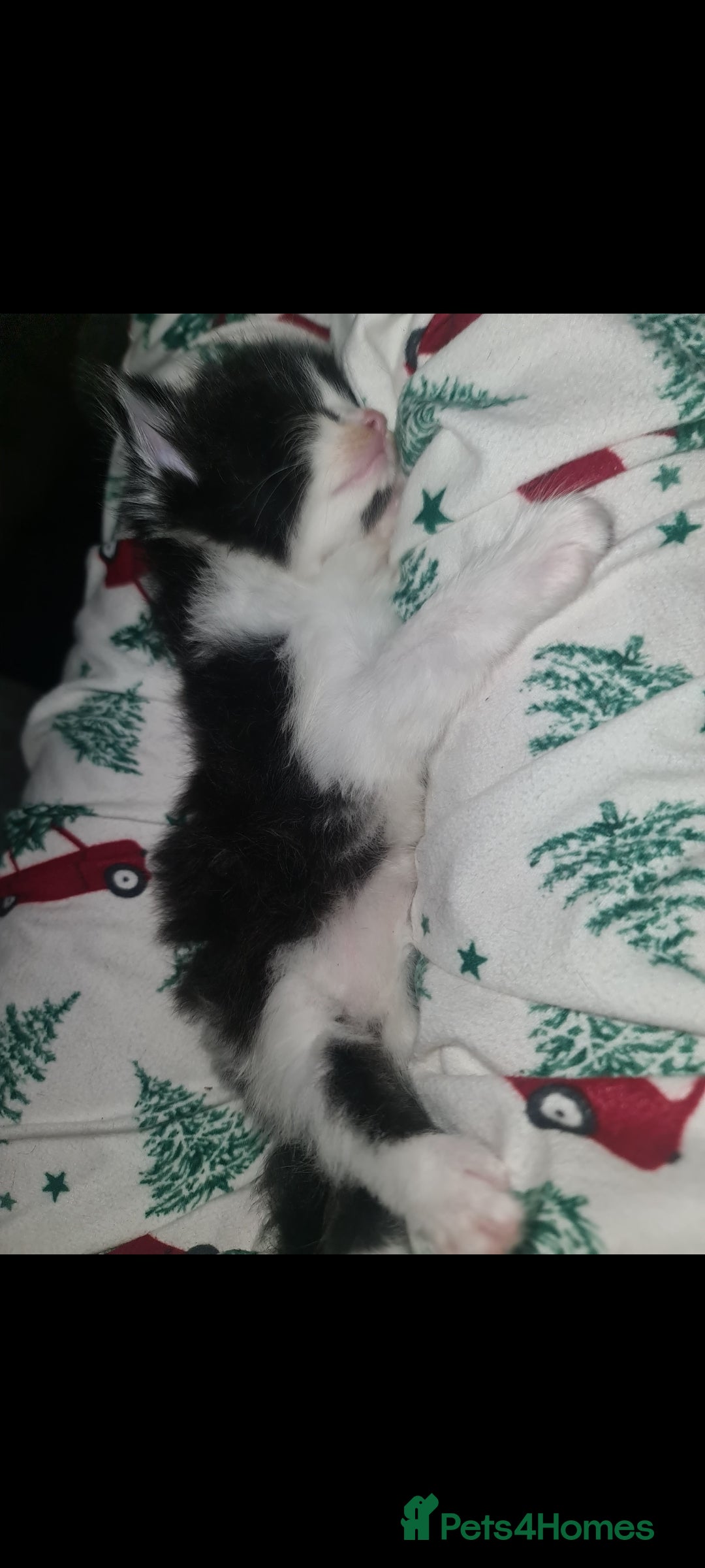 Mixed Breed cats for sale: Beautiful brothers  - Advert 9