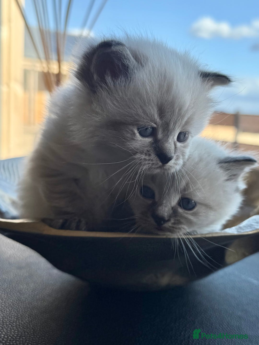 Siberian cats for sale: 🐾 Blue-Eyed Siberian Kittens- 1 Boy & 1 Girl 🐾 - Image 1