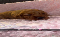 Cocker Spaniel dogs for sale: Red cocker spaniel  - Image 2