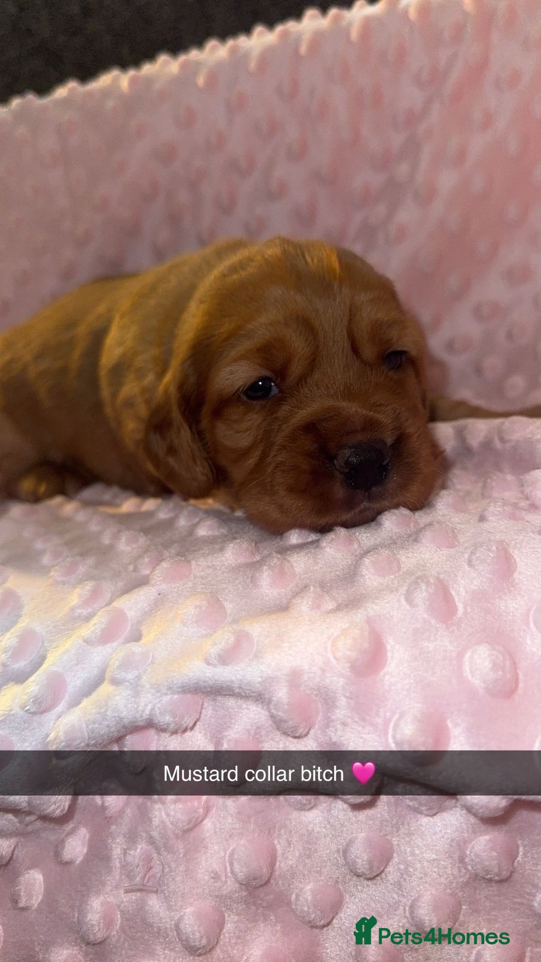 Cocker Spaniel dogs for sale: Red cocker spaniel  - Image 2