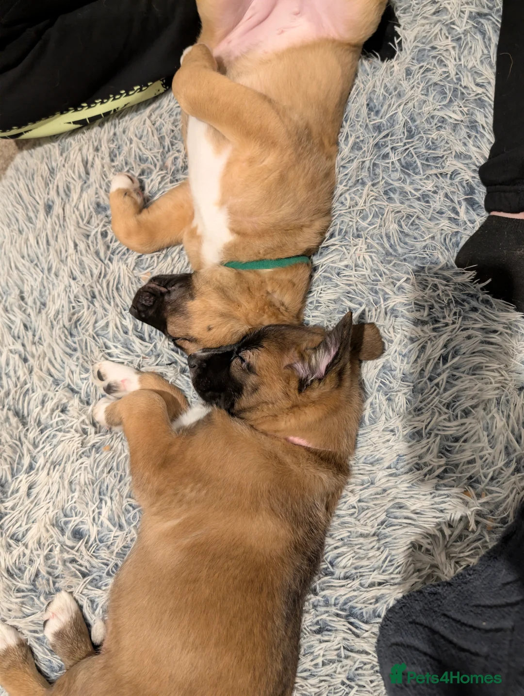 Mixed Breed dogs for sale: Belgian Malinois x Border Collie Pups Malincollie - Advert 10