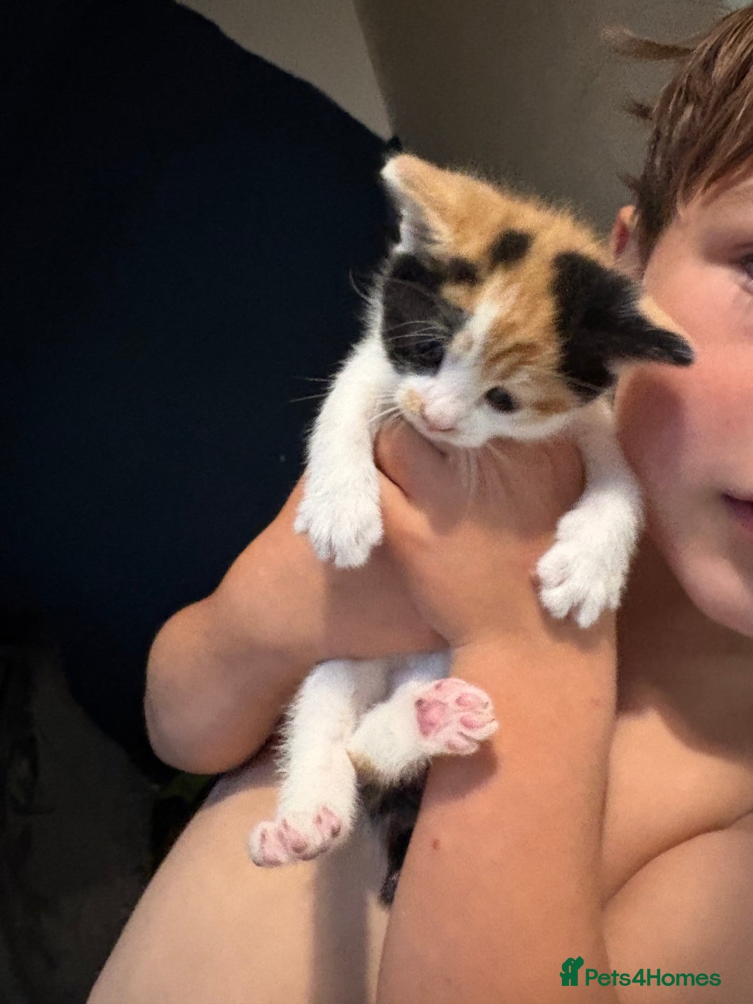 Mixed Breed cats for sale: Calico mixed breed - Image 1