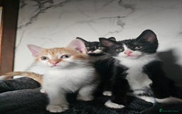 Mixed Breed cats for sale:  3 Adorable Kittens Ready for Their Forever Homes - Image 6