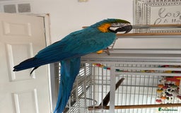 Macaws birds for sale: Blue and gold macaw 5 years old  - Image 7