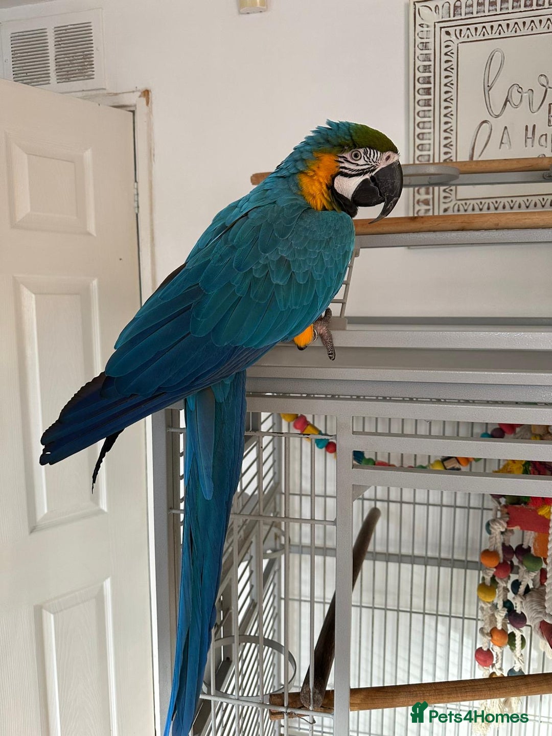 Macaws birds for sale: Blue and gold macaw 5 years old  - Image 7
